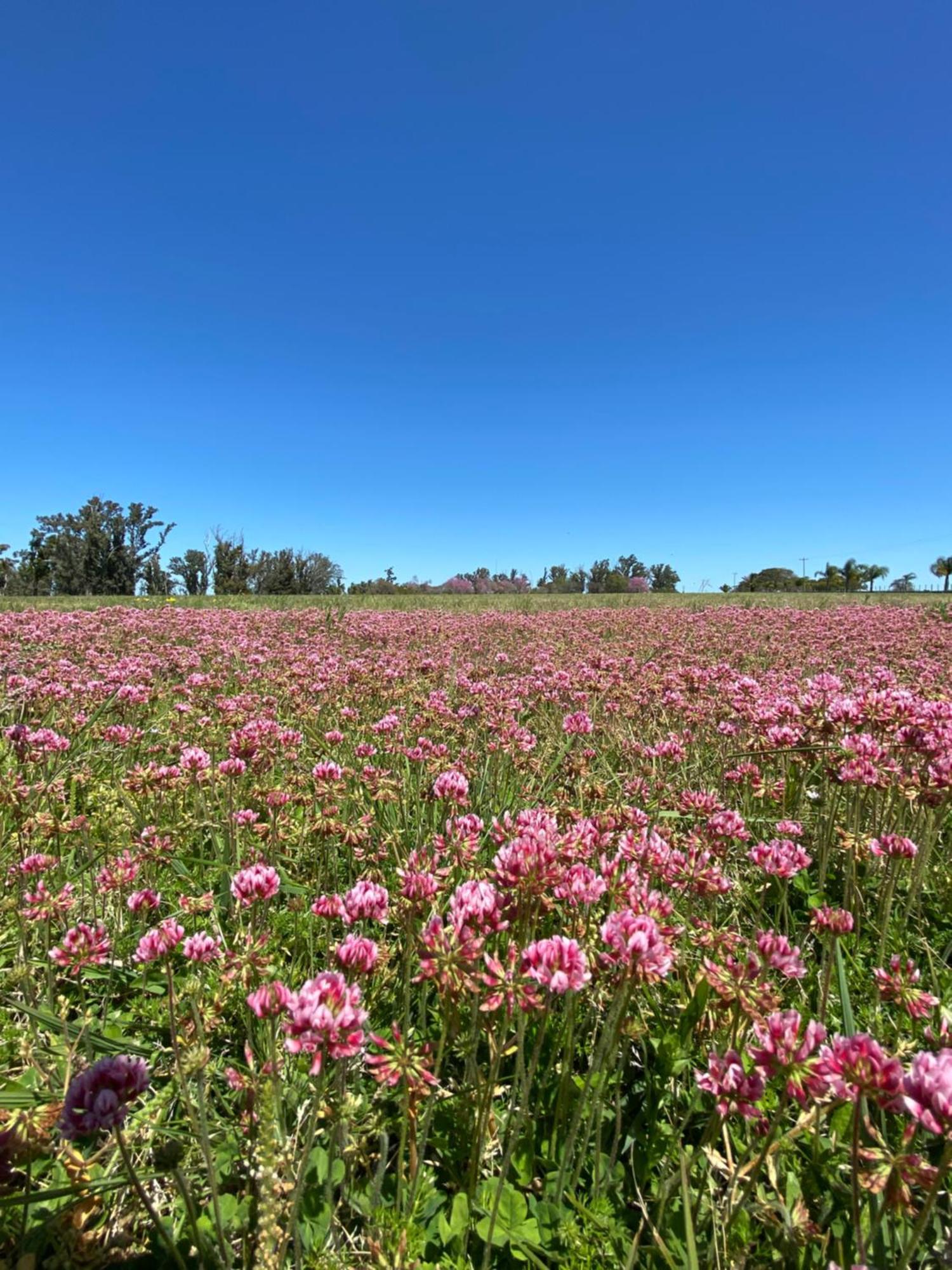 Estancia La Violeta Chajari Luaran gambar
