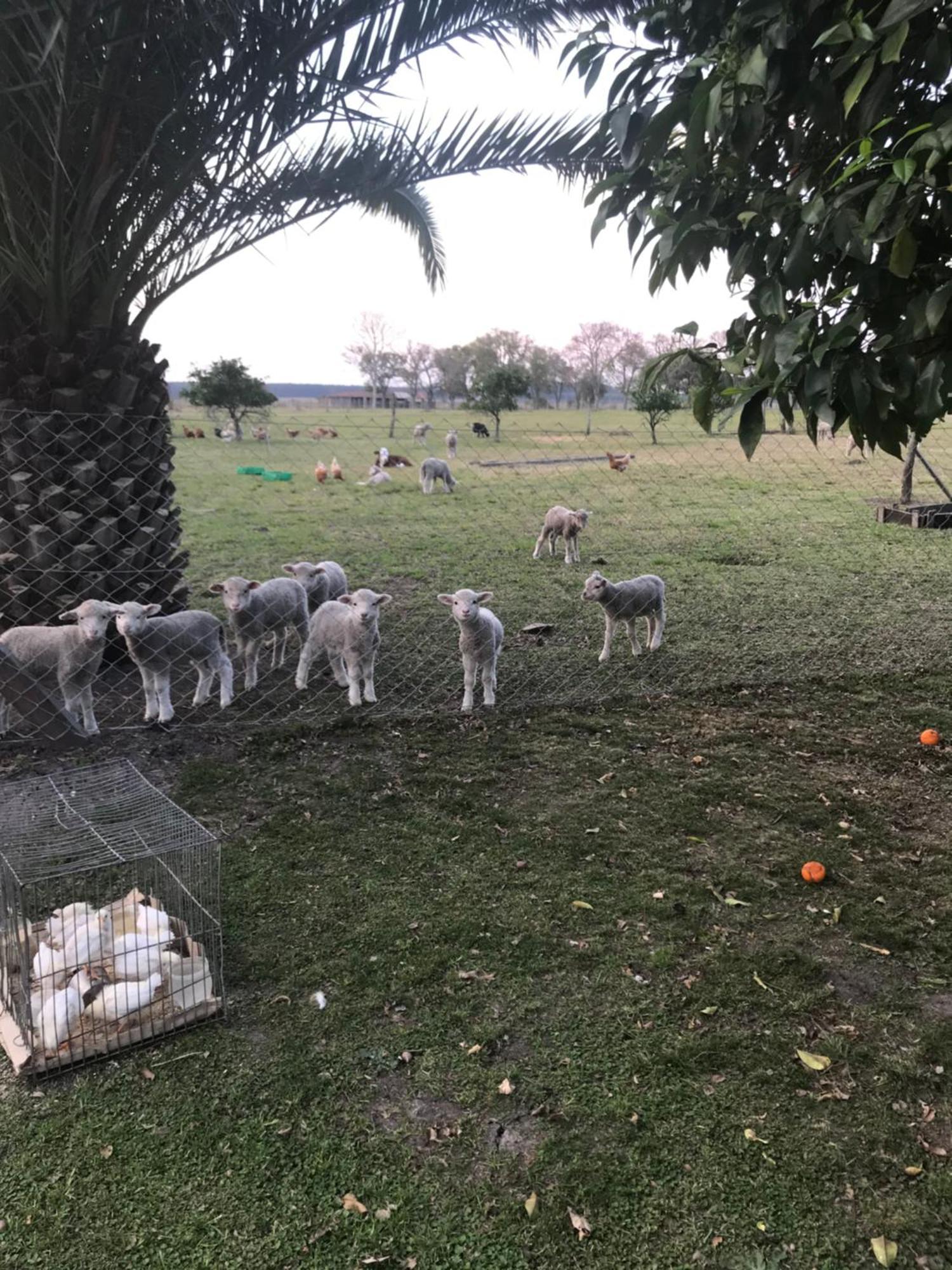 Estancia La Violeta Chajari Luaran gambar